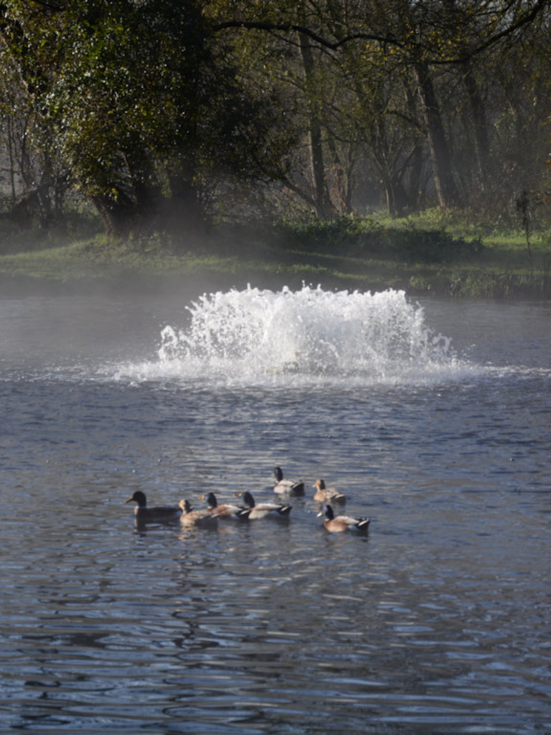 Aération plan d'eau - FLOBULL