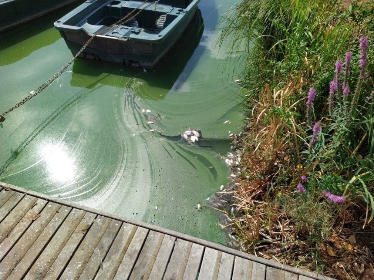 LUTTE CONTRE LES CYANOBACTERIES DU LAC D’ENGHIEN LES BAINS